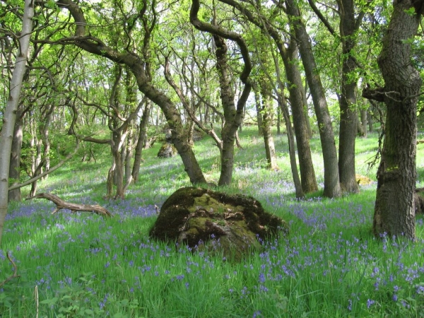 Bluebell woods outside of Milngavie